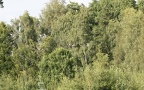 Grus grus -  4. Fund