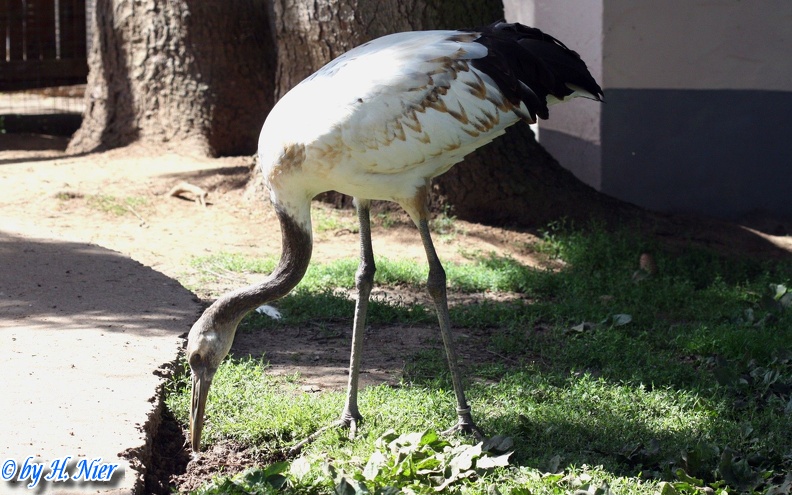 Grus japonensis -  1. Fund