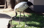 Ordnung Gruiformes (Bonaparte, 1854)