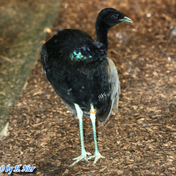 <a href='picture.php?/15074/category/5582'>Psophia crepitans - 1. Fund</a> Psophia crepitans - 1. Fund