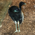 Psophia crepitans (Linnæus, 1758)