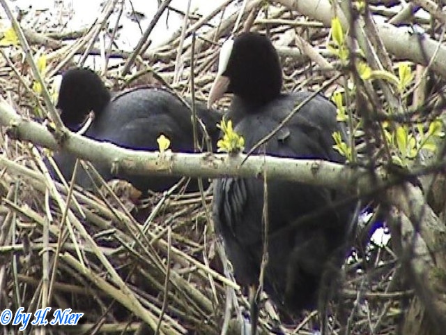 <a href='picture.php?/12989/category/4582'>Fulica atra - 1. Fund</a> Fulica atra - 1. Fund