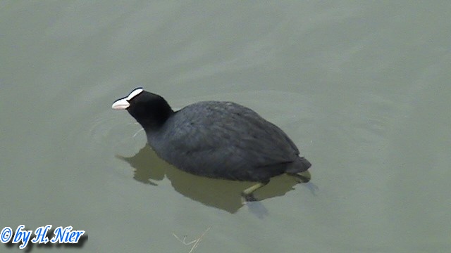 <a href='picture.php?/12990/category/4582'>Fulica atra - 2. Fund</a> Fulica atra - 2. Fund