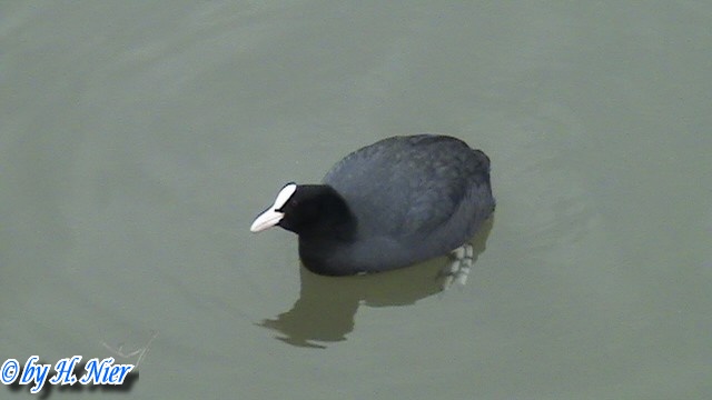 Fulica atra -  2. Fund