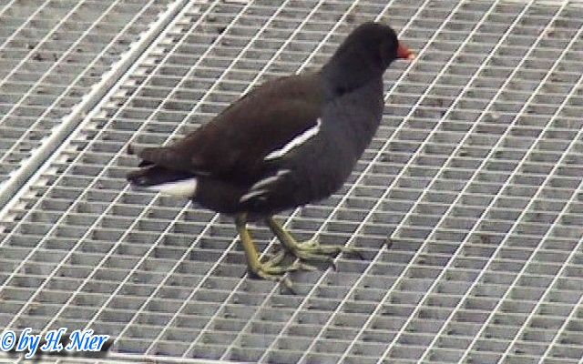 Gallinula chloropus -  4. Fund