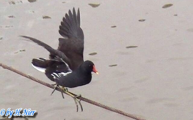 Gallinula chloropus -  4. Fund