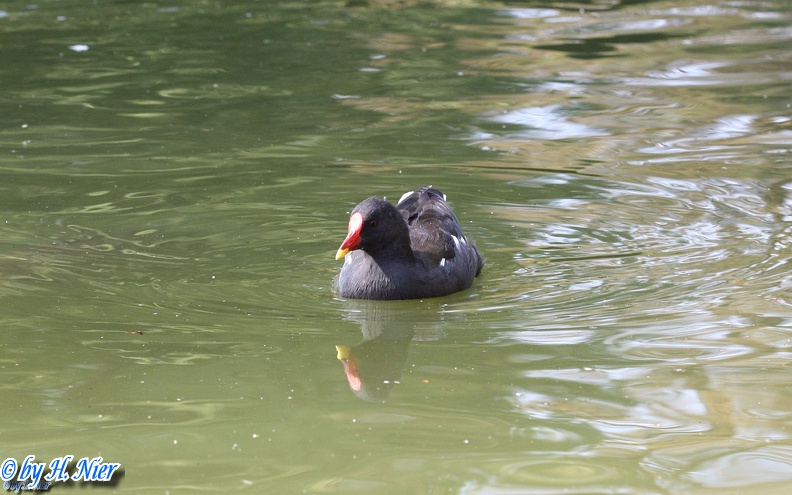 Gallinula chloropus -  5. Fund