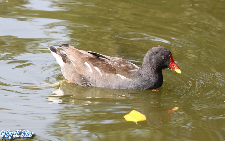 Gallinula chloropus -  5. Fund