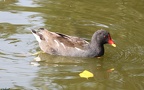 Gallinula chloropus -  5. Fund