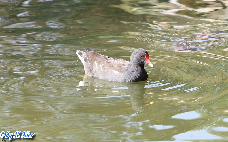 Gallinula chloropus -  5. Fund