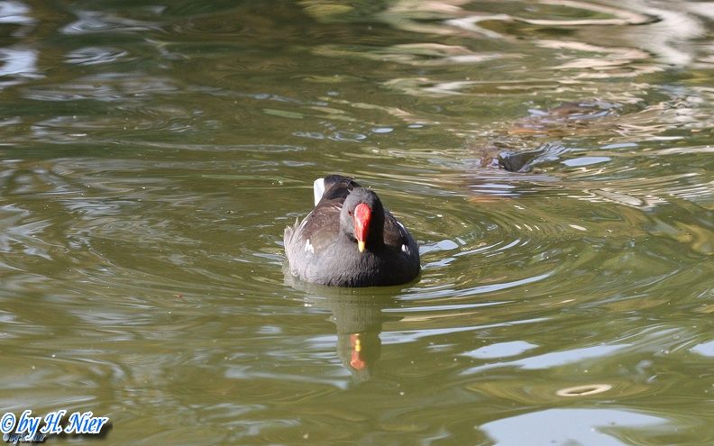 Gallinula chloropus -  5. Fund