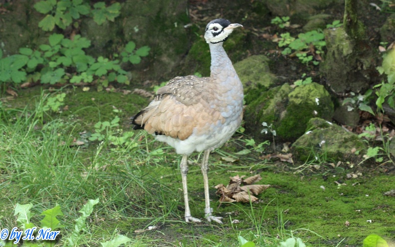 Eupodotis senegalensis -  1. Fund