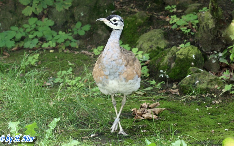 Eupodotis senegalensis -  1. Fund