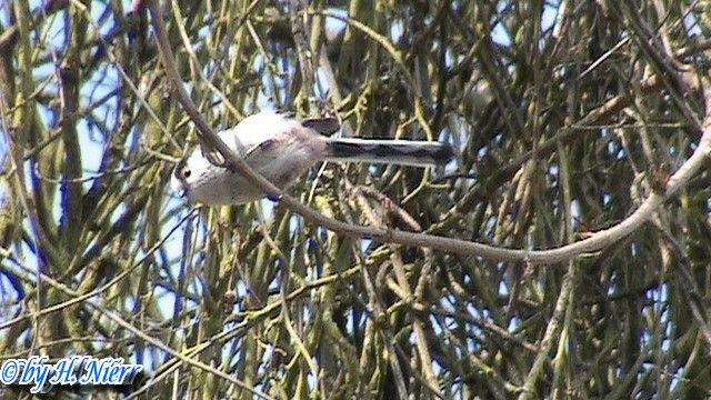 Aegithalos caudatus europaeus -  2. Fund