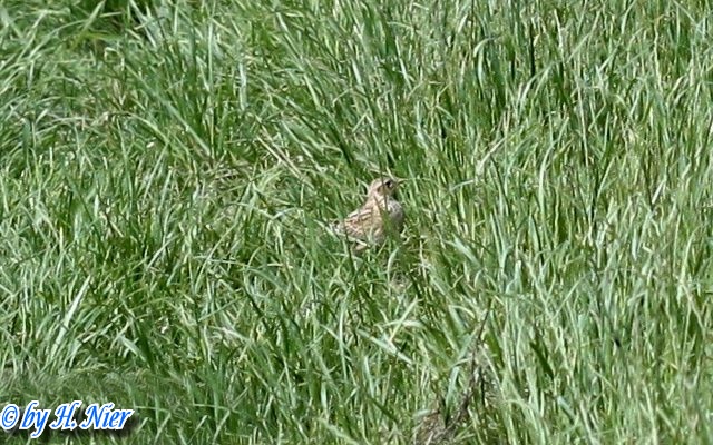 Alauda arvensis -  4. Fund