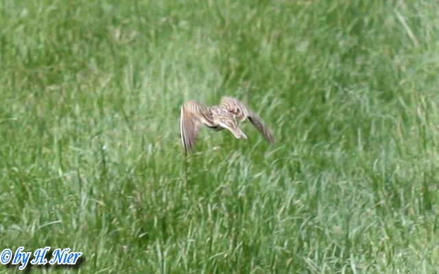 Alauda arvensis -  4. Fund