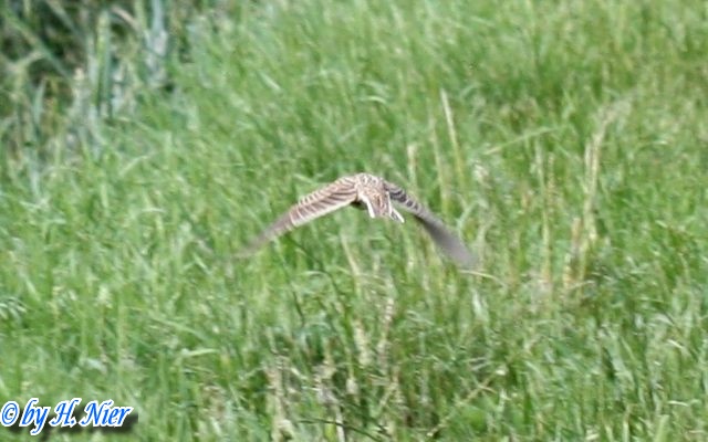 Alauda arvensis -  4. Fund