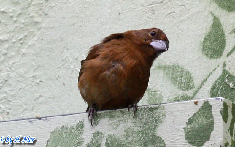 Cyanocompsa brissonii -  1. Fund (Weibchen)