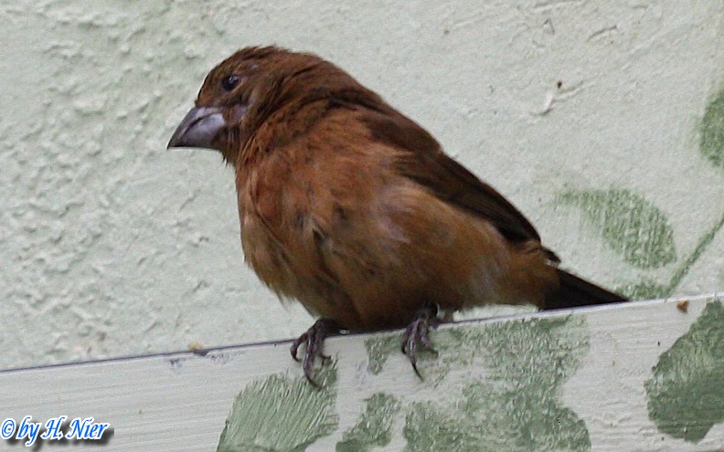 Cyanocompsa brissonii -  1. Fund (Weibchen)