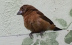 Gattung Cyanocompsa (Cabanis, 1861)
