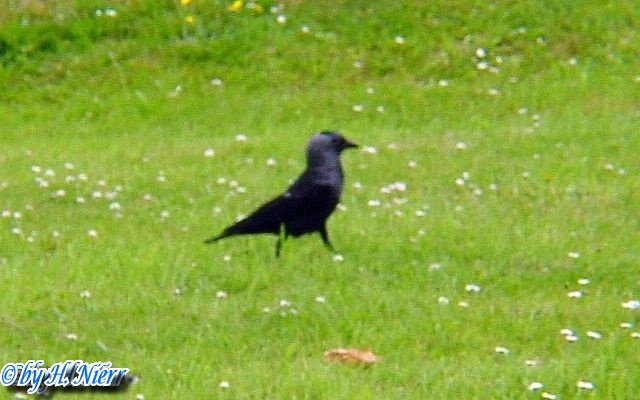Coloeus monedula -  1. Fund
