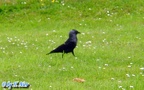 Coloeus monedula -  1. Fund