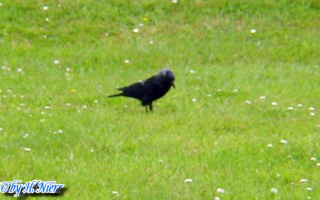 Coloeus monedula -  1. Fund