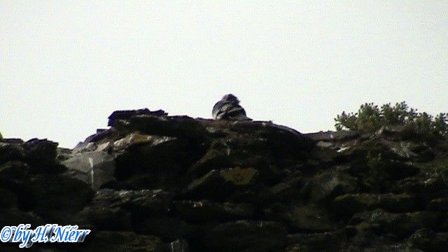 Coloeus monedula -  2. Fund