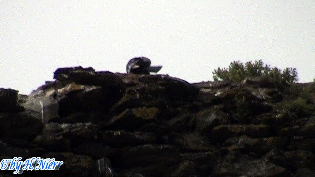 Coloeus monedula -  2. Fund