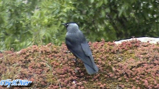 Coloeus monedula -  3. Fund