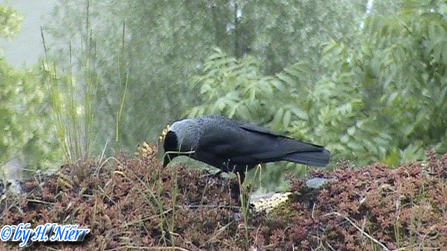 Coloeus monedula -  3. Fund