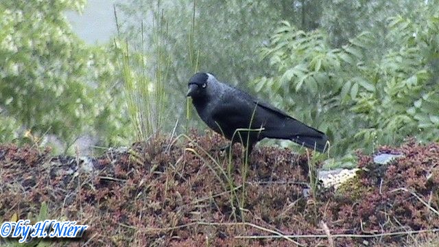 Coloeus monedula -  3. Fund