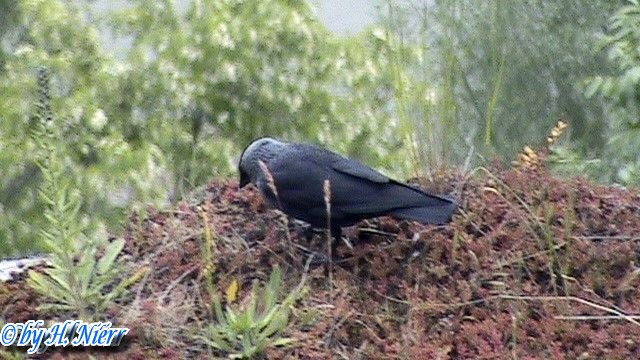 Coloeus monedula -  3. Fund