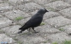 Coloeus monedula -  4. Fund