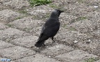 Coloeus monedula -  4. Fund