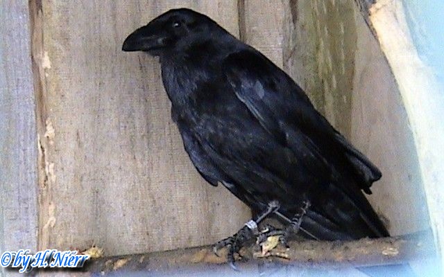 corvus_corax_2a.jpg