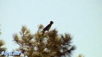 Corvus corone cornix -  2. Fund
