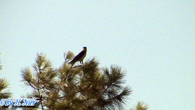 Corvus corone cornix -  2. Fund