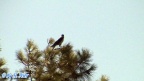 Corvus corone cornix -  2. Fund