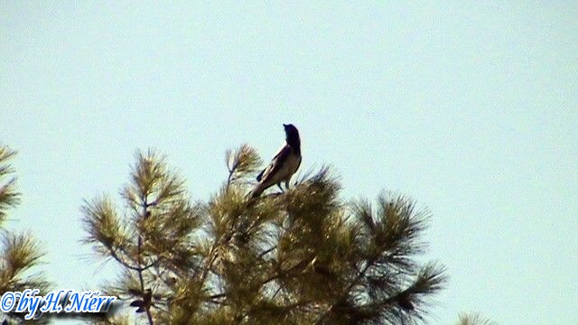 Corvus corone cornix -  2. Fund