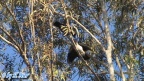 Corvus corone cornix -  2. Fund
