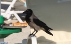 Corvus corone cornix -  3. Fund