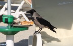 Corvus corone cornix -  3. Fund