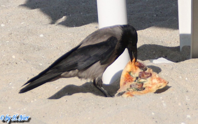 Corvus corone cornix -  3. Fund
