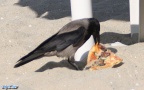 Corvus corone cornix -  3. Fund