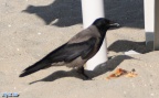 Corvus corone cornix -  3. Fund
