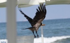 Corvus corone cornix -  3. Fund