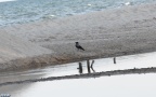 Corvus corone cornix -  4. Fund