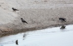Corvus corone cornix -  4. Fund
