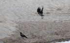 Corvus corone cornix -  4. Fund